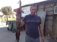  بالصور: السيد عماد كتة ينجح باصطياد صبيدي "كلماري" ضخم في بحر يافا